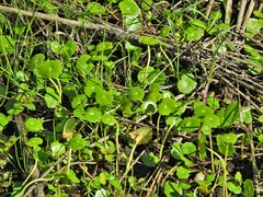 Hydrocotyle umbellata