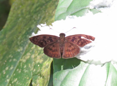 Anastrus sempiternus