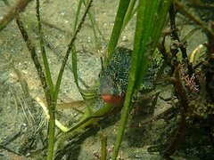 Hypsoblennius gentilis