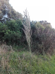 Arundo donax