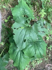 Arnoglossum atriplicifolium