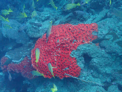 Brain Coral