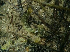 Hypsoblennius gentilis