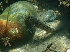 Hypsoblennius gentilis