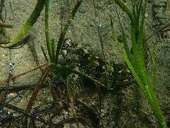 Hypsoblennius gentilis