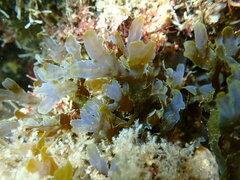 Dictyopteris undulata