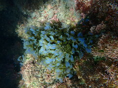 Dictyopteris undulata