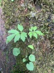 Hydrophyllum virginianum