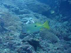 Lutjanus fulviflamma