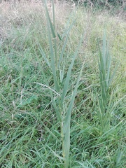 Arundo donax