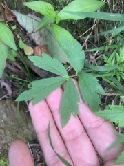 Hydrophyllum virginianum