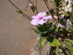Catharanthus roseus