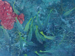 Lutjanus fulviflamma