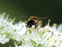 Leucozona glaucia