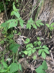 Hydrophyllum virginianum