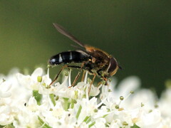 Leucozona glaucia