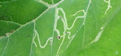 Agromyzidae