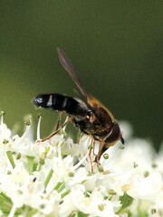 Leucozona glaucia