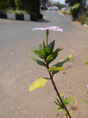 Catharanthus roseus