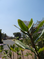 Catharanthus roseus