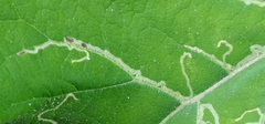 Agromyzidae