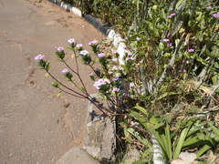 Catharanthus roseus