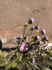 Catharanthus roseus