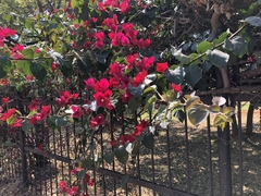 Bougainvillea