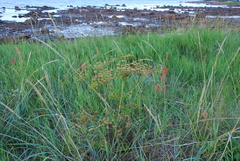 Cicuta virosa