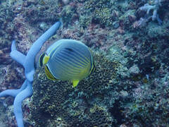 Chaetodon trifasciatus