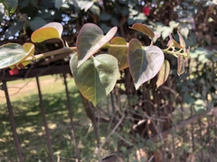 Bougainvillea