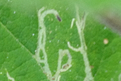 Agromyzidae