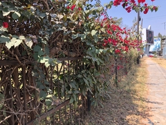 Bougainvillea