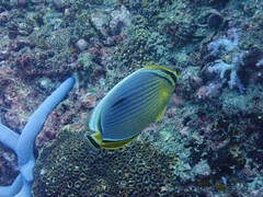 Chaetodon trifasciatus