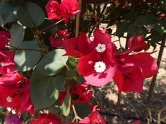 Bougainvillea