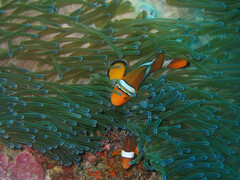 Amphiprion ocellaris
