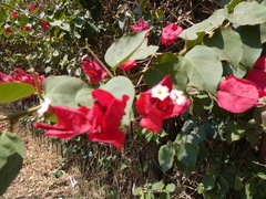 Bougainvillea