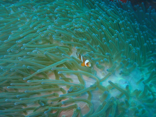 Clownfish