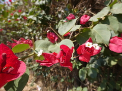 Bougainvillea