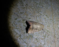 Bagisara rectifascia