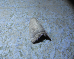 Bagisara rectifascia