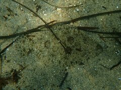 Paralichthys californicus
