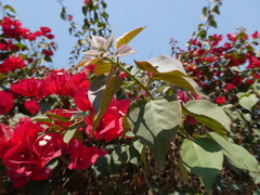 Bougainvillea