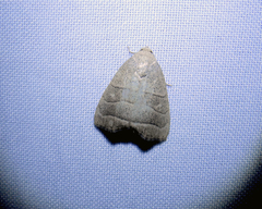 Bagisara rectifascia