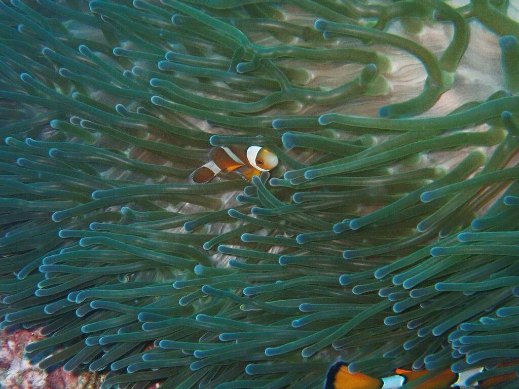Ocellaris Anemonefish (Amphiprion ocellaris) — recorded at Loh Samah