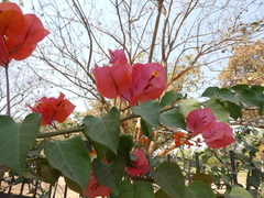 Bougainvillea