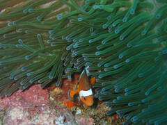 Amphiprion ocellaris