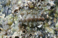 Acanthochitona