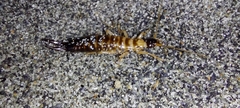 Anisolabis littorea