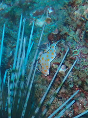 Goniobranchus annulatus